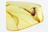 Detailed Fossil Stone Centipede (Lithobiidae) In Baltic Amber #300717-1